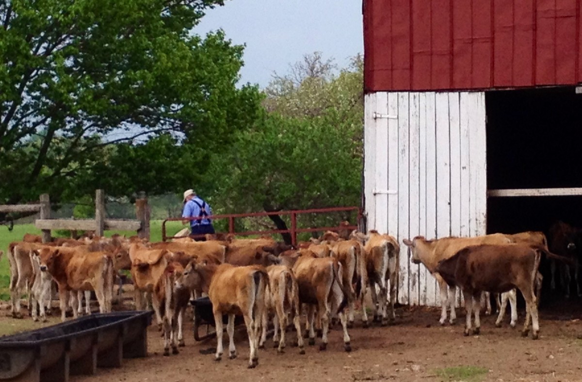 COMMENTARY Lessons Learned on a Kentucky Dairy Farm Jobe for Kentucky